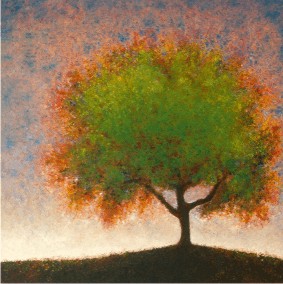 Spring Elm Spring Elm